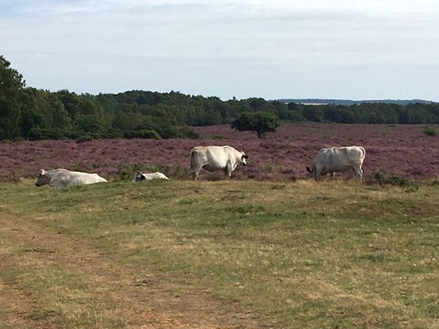 Roydon Common